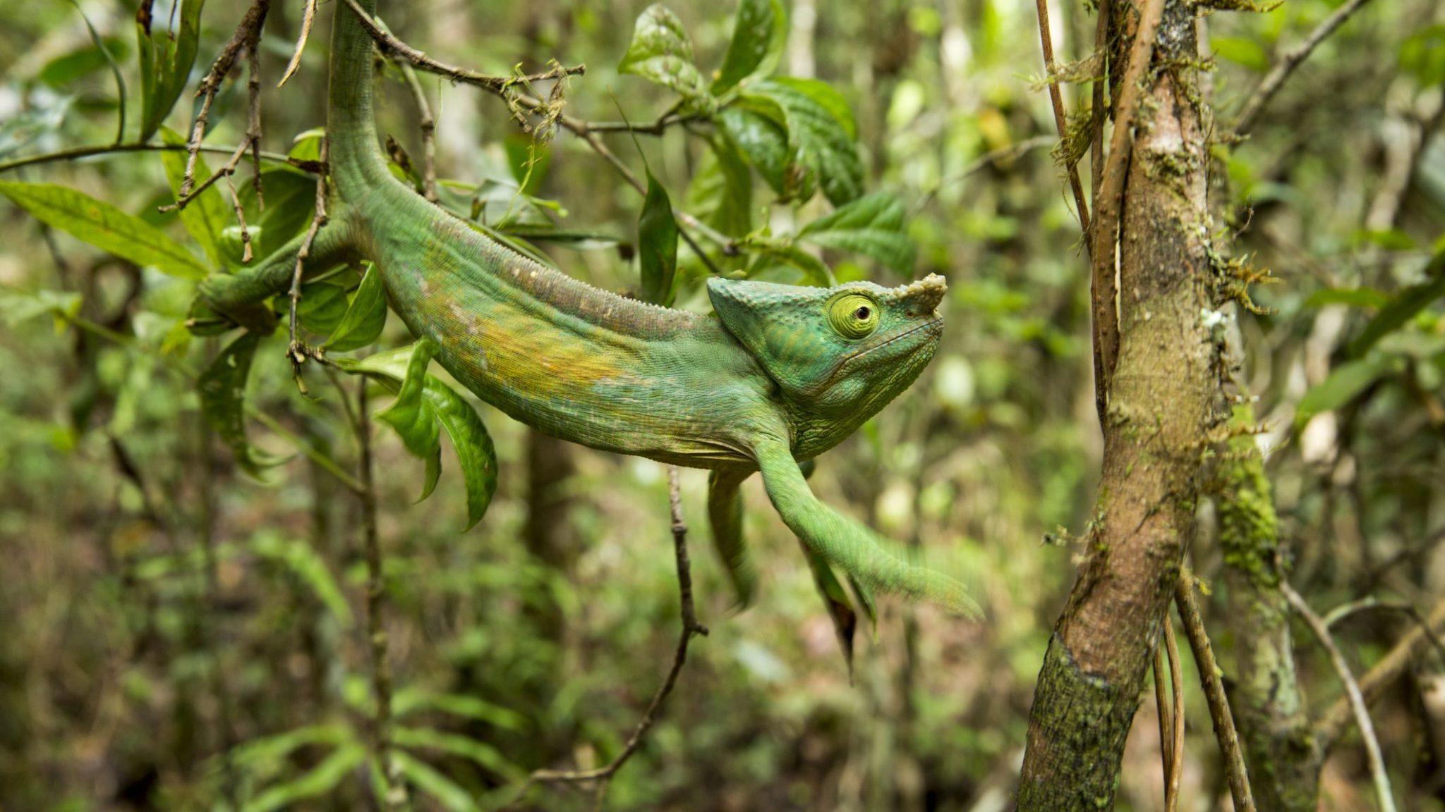 Parson s chameleon facts size diet pictures and more