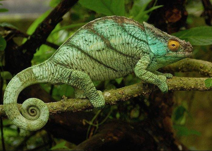 Parsons-Chameleon-Size.jpg