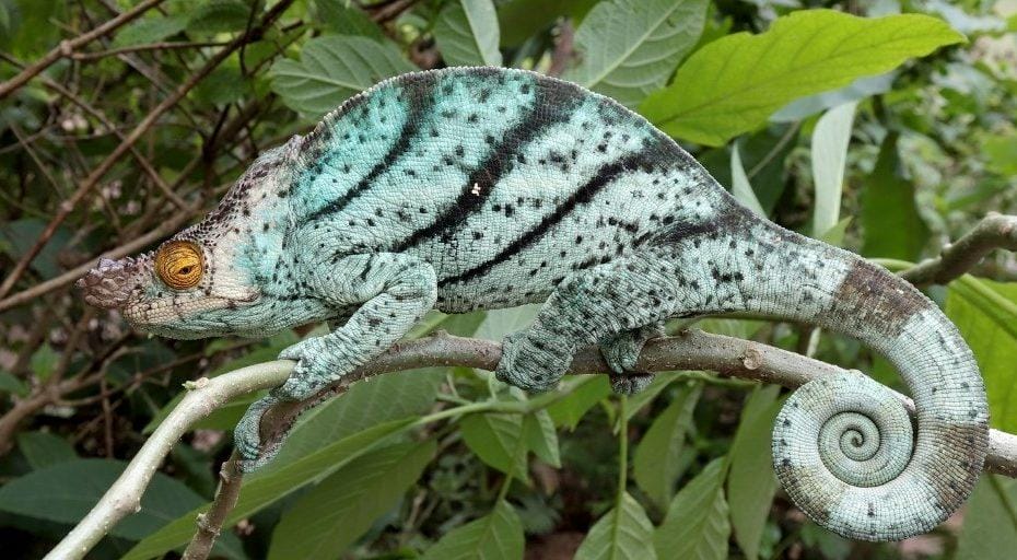 Parsons Chameleon