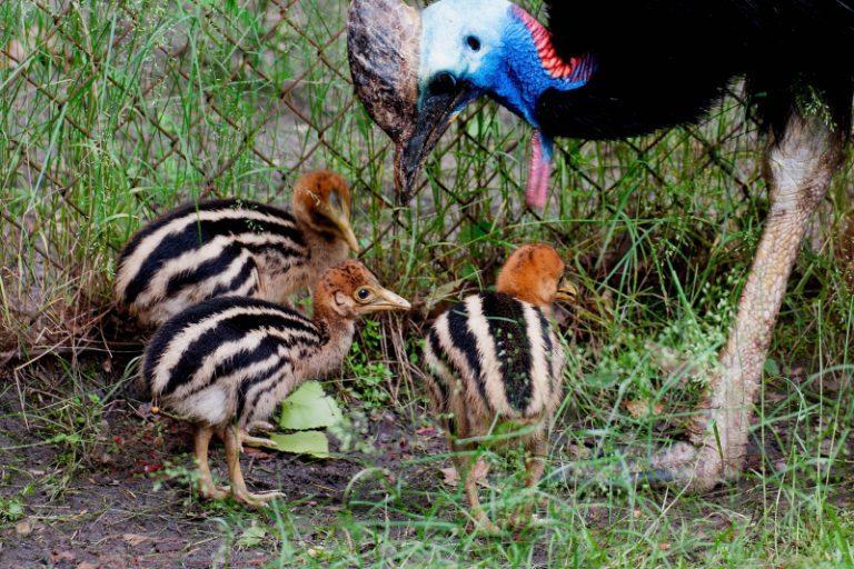 Southern Cassowary Facts Habitat Diet Pictures