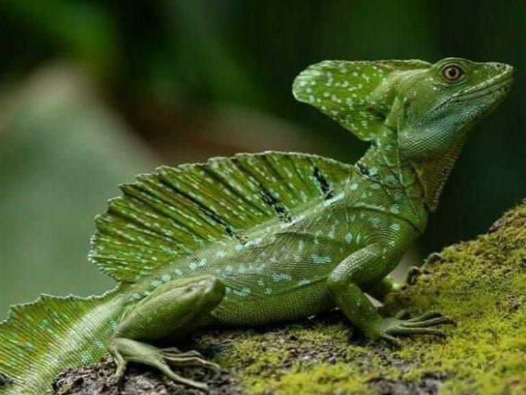 Green Basilisk Facts, Size, Lifespan, Habitat, and Pictures