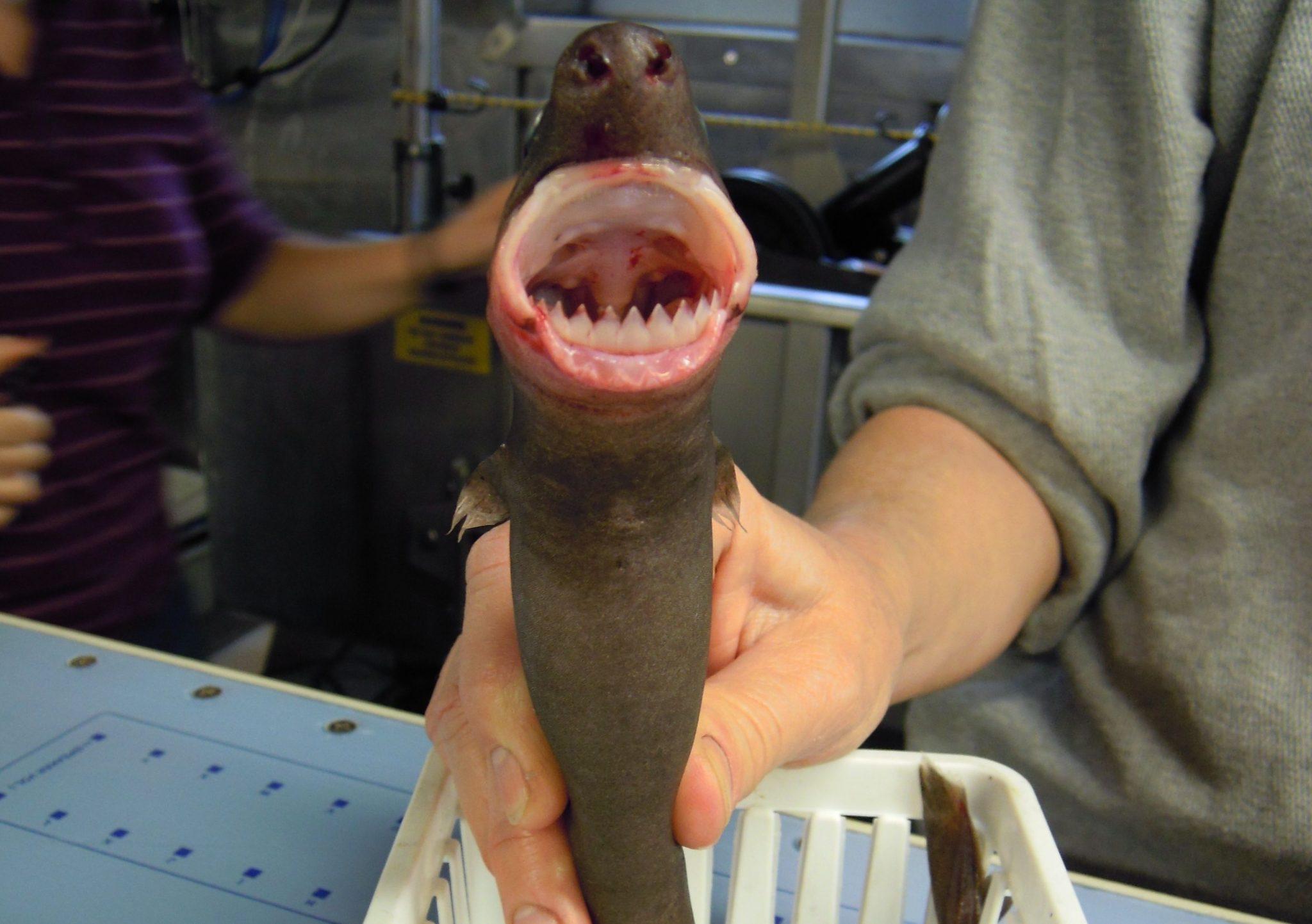 Cookie Cutter Shark – Facts, Size, Lifespan, Pictures, and More