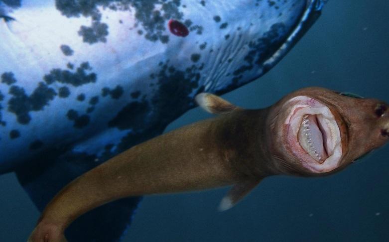 Cookiecutter Shark Life Cycle Understanding Cookiecutter Sharks