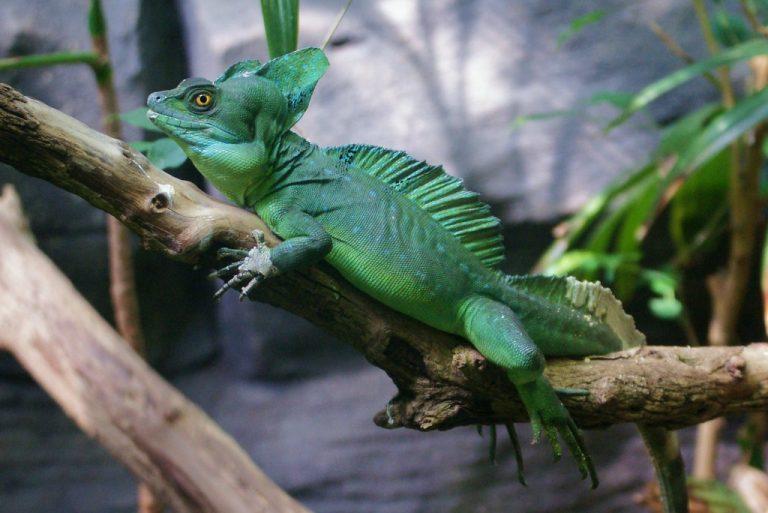 Green Basilisk Facts, Size, Lifespan, Habitat, and Pictures