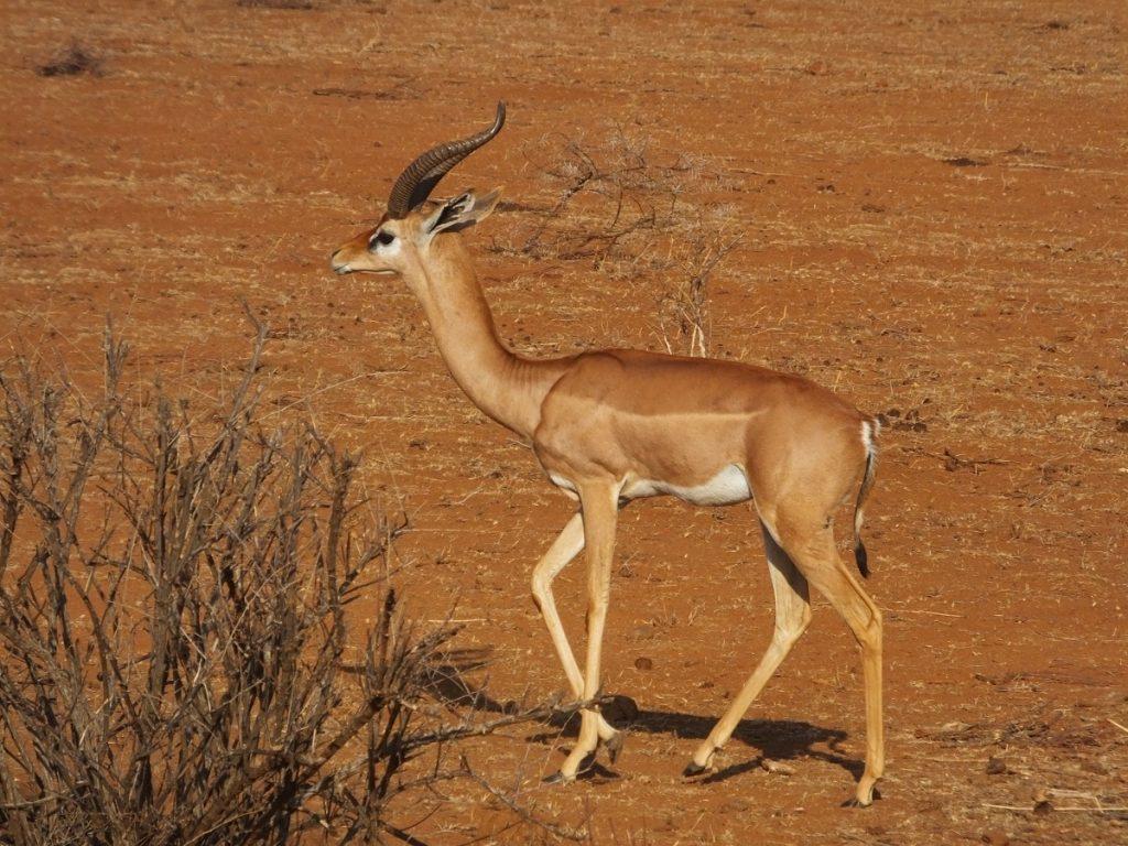 Gerenuk – Facts, Size, Diet, Pictures, and More