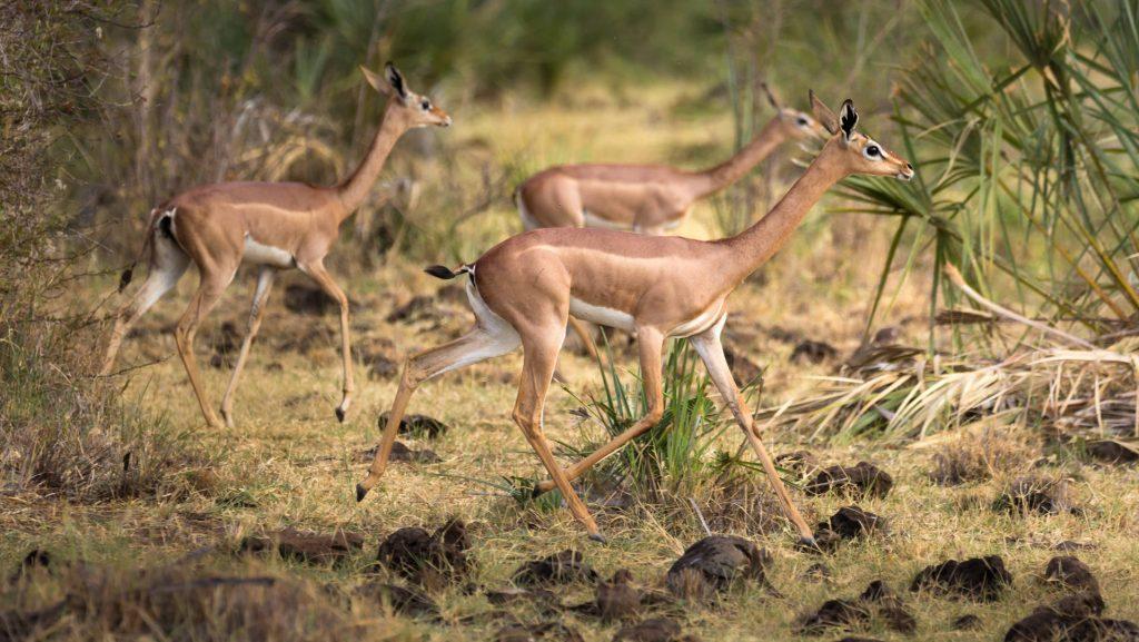 Gerenuk – Facts, Size, Diet, Pictures, and More
