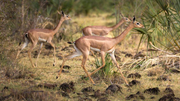 Gerenuk – Facts, Size, Diet, Pictures, and More
