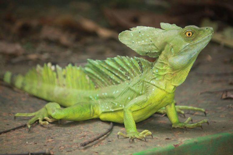 Green Basilisk Facts, Size, Lifespan, Habitat, and Pictures