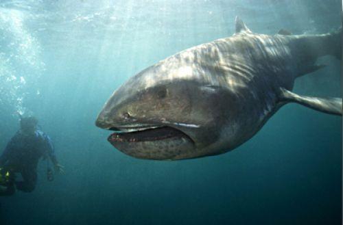 Megamouth Shark – Facts, Size, Diet, Pictures