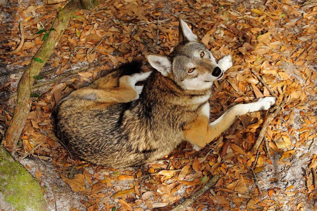 Red Wolf – Facts, Size, Habitat, Population, and Picture