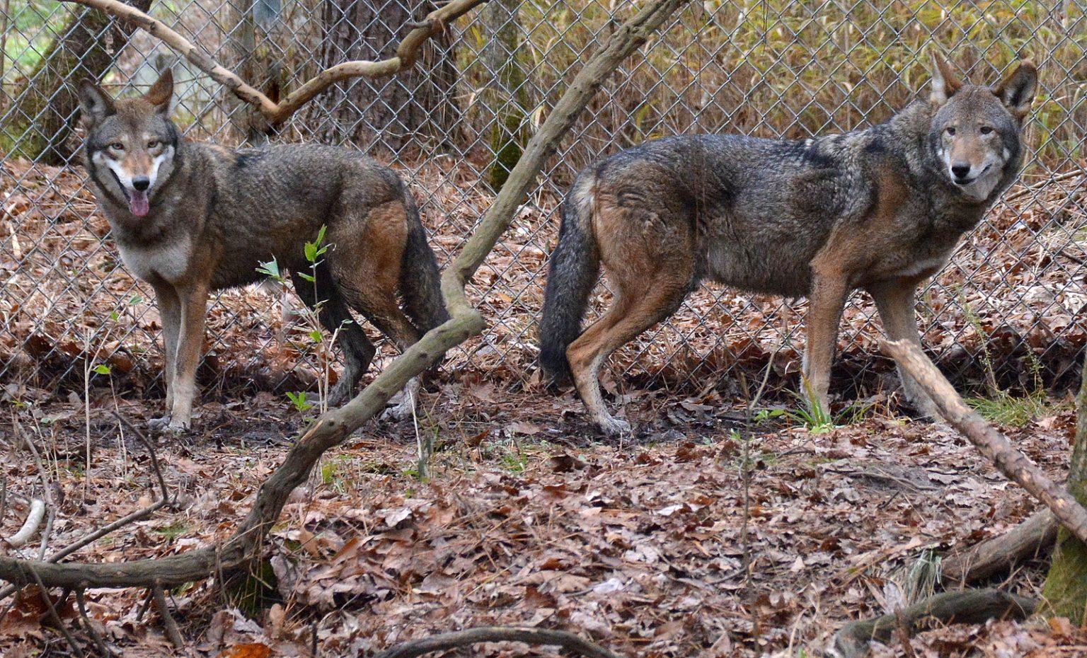 Red Wolf Facts, Size, Habitat, Population, and Picture