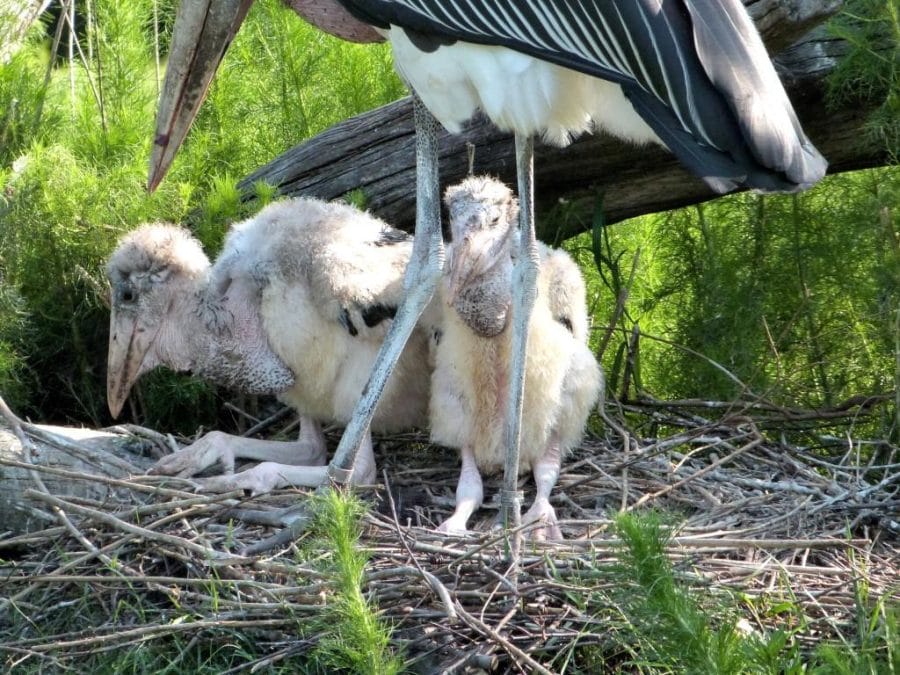 Marabou Stork Facts Size Diet Pictures And More Marabou Stork Facts Size Diet Pictures And More