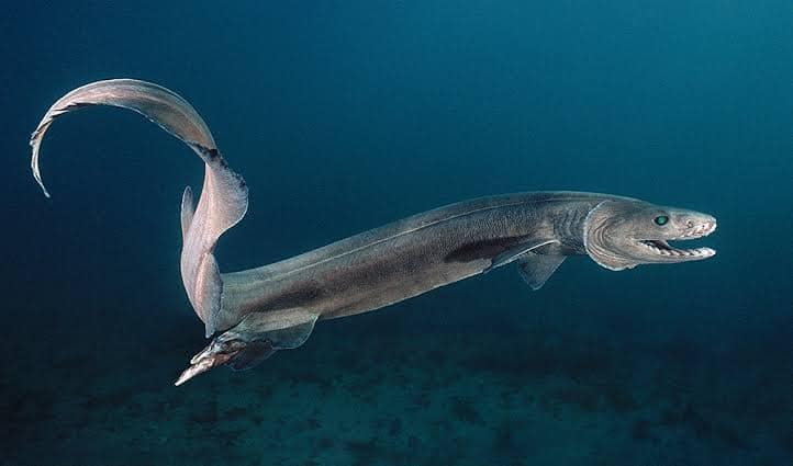 Frilled Shark – Facts, Size, Lifespan, Diet, Pictures