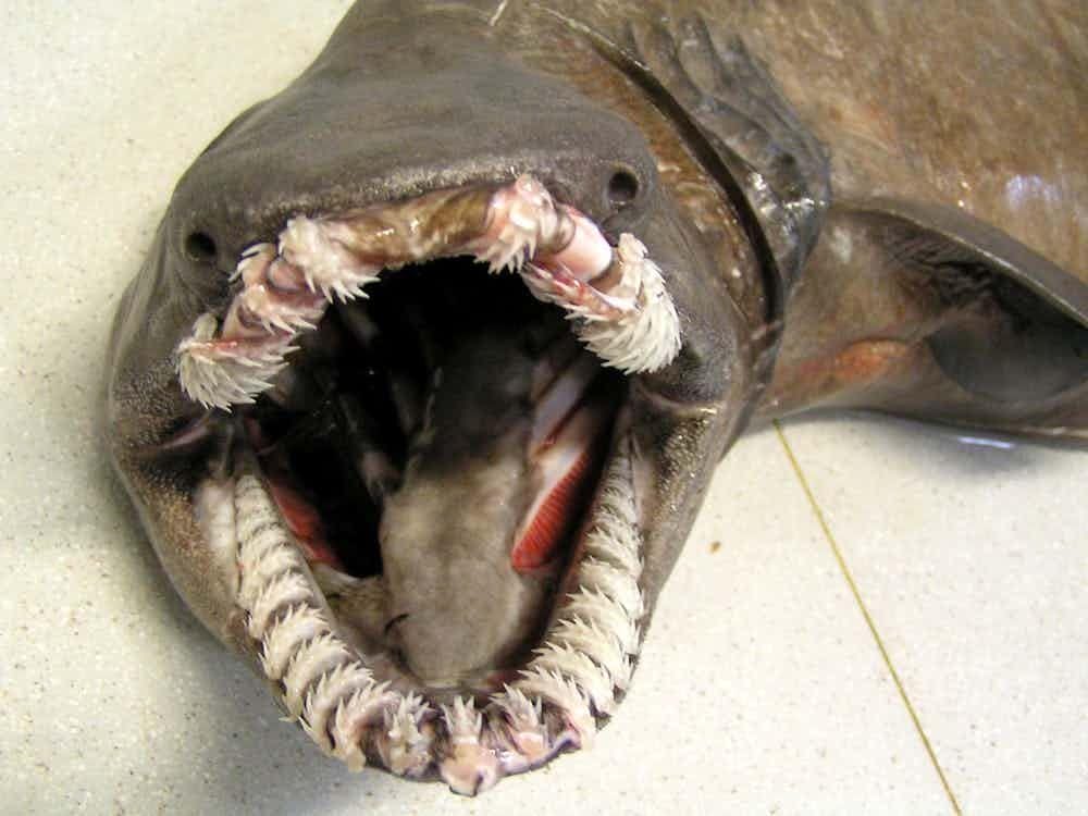 Frilled Sharks