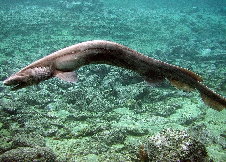 Frilled Sharks