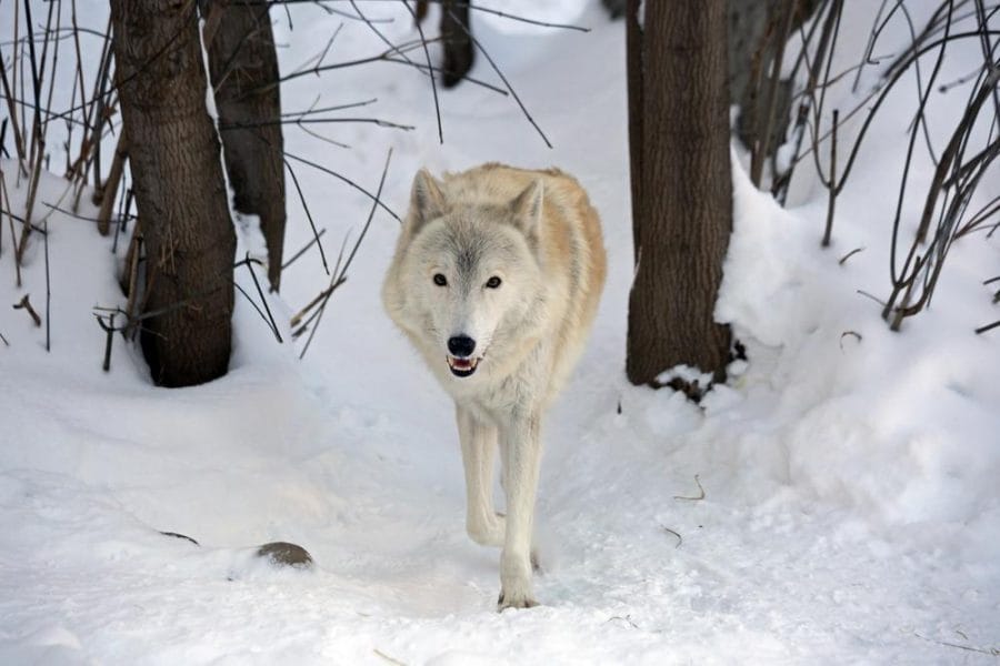 Arctic Tundra Wolf