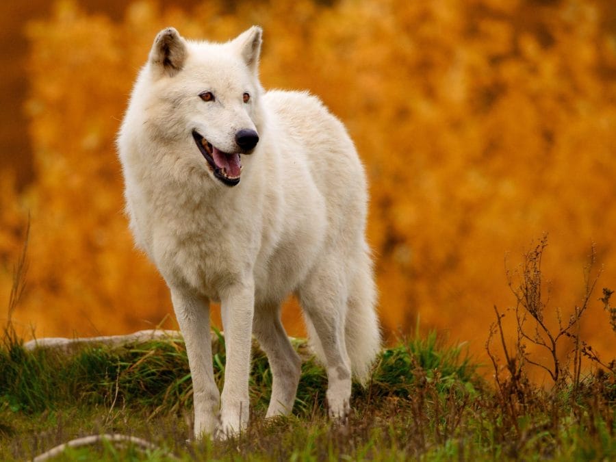 All White Wolf Dog