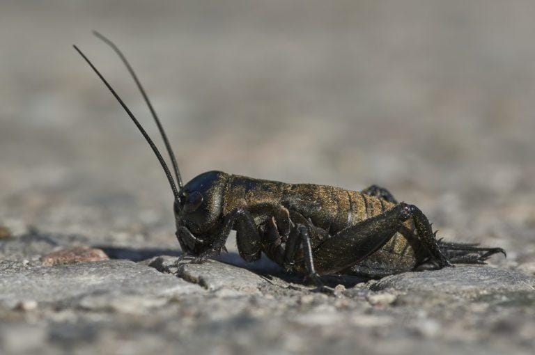 Cricket Facts, Types, Lifespan, Sounds, Pictures, and More