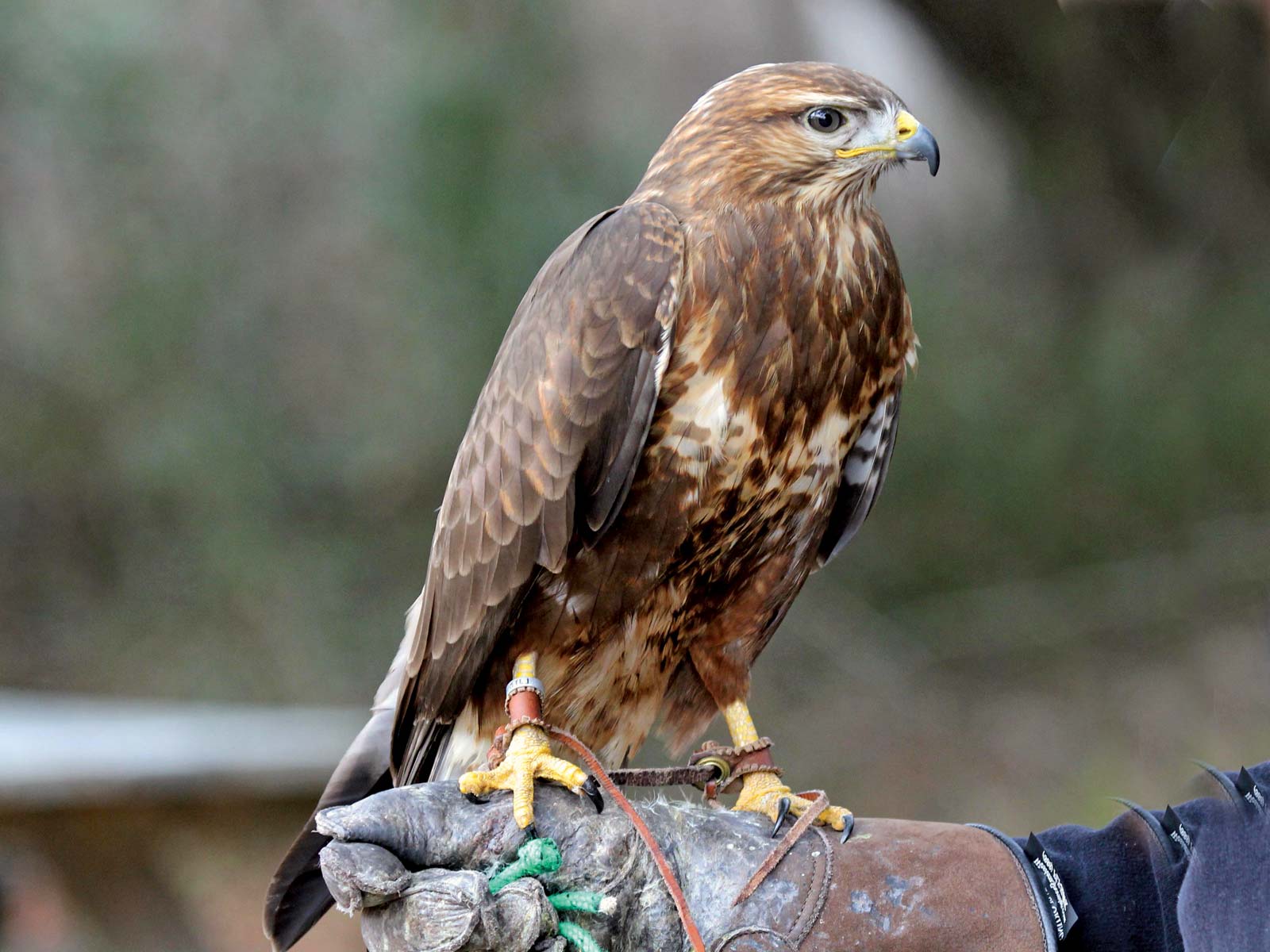 Hawk Facts, Types, Reproduction, Diet, Classification, Pictures