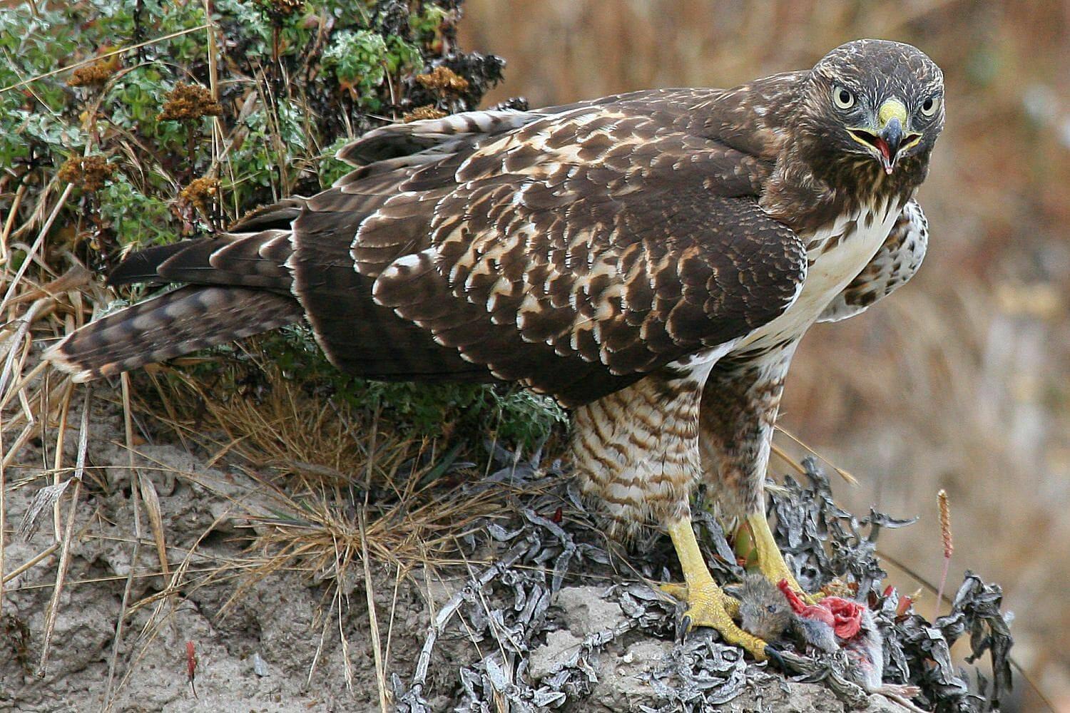 Hawk, Types, Diet, & Facts