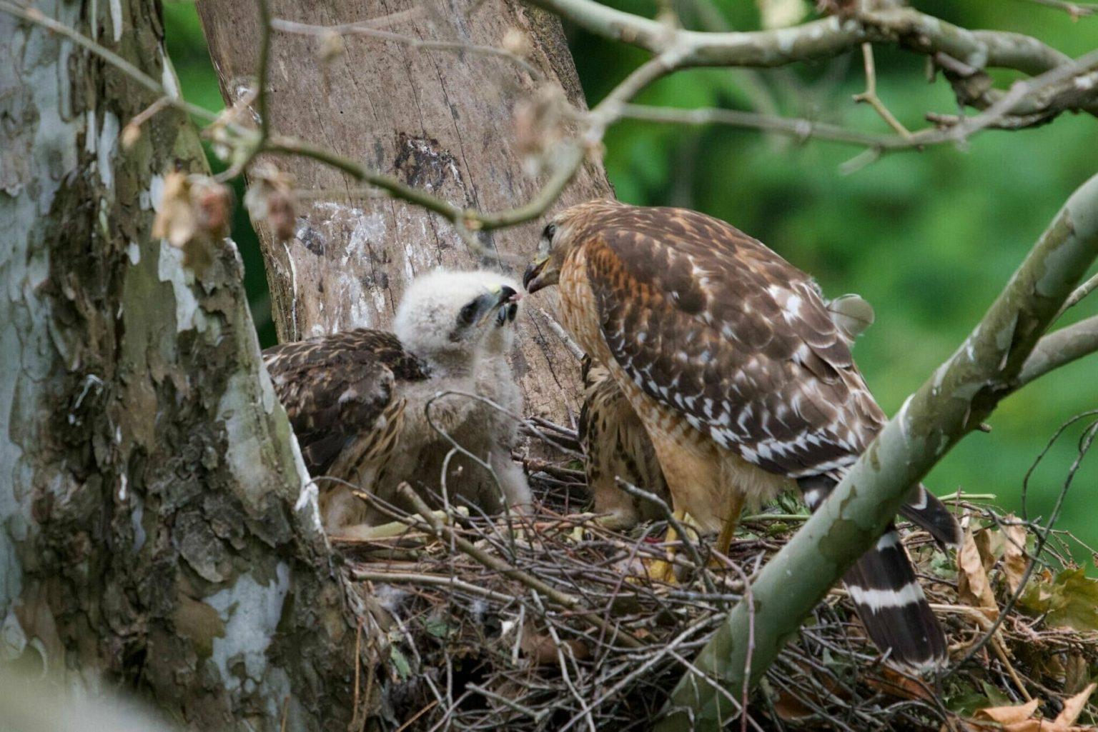 Hawk Facts, Types, Reproduction, Diet, Classification, Pictures