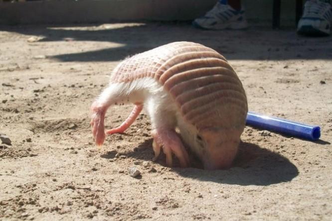 Pink Fairy Armadillos