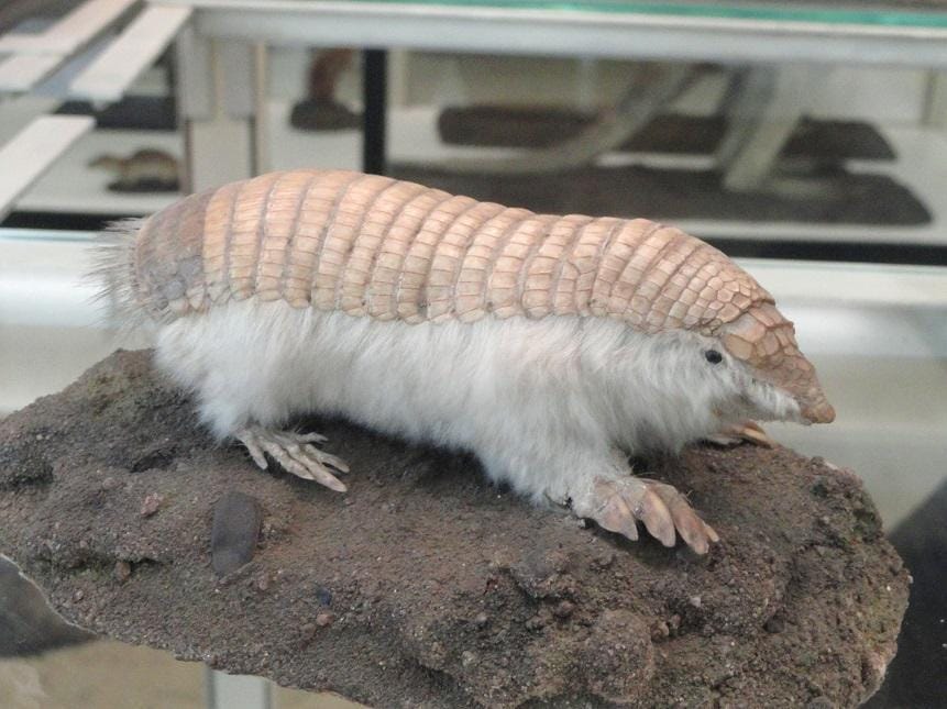 Pink Fairy Armadillos