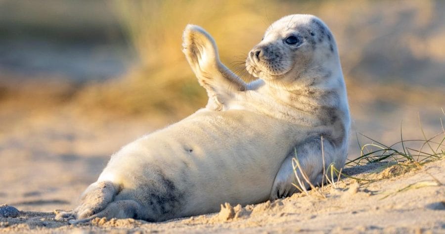 Seals, life and facts