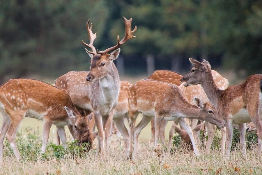 Восточносибирский олень 5. Парк Горького олени. Deer. Many Deer. European Fallow Deer.