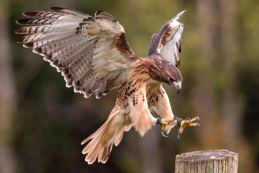 Hawk Facts, Types, Reproduction, Diet, Classification, Pictures