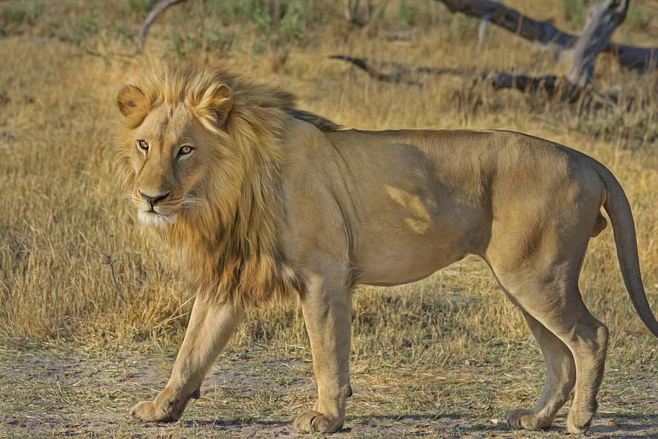 Lion Facts, Types, Diet, Reproduction, Classification, Pictures