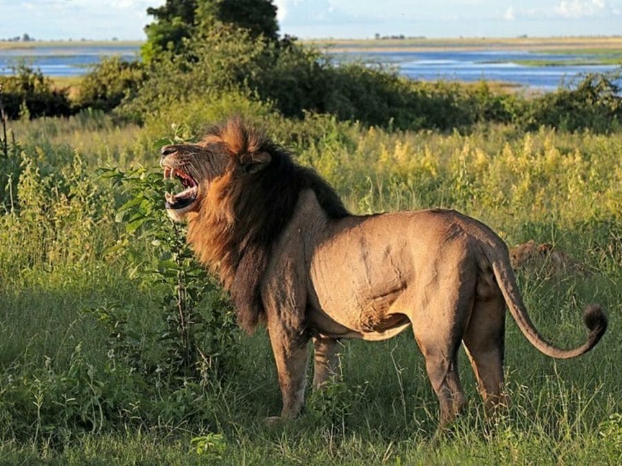 Top 5 Reasons Lions Are Considered King of the Jungle - A-Z Animals