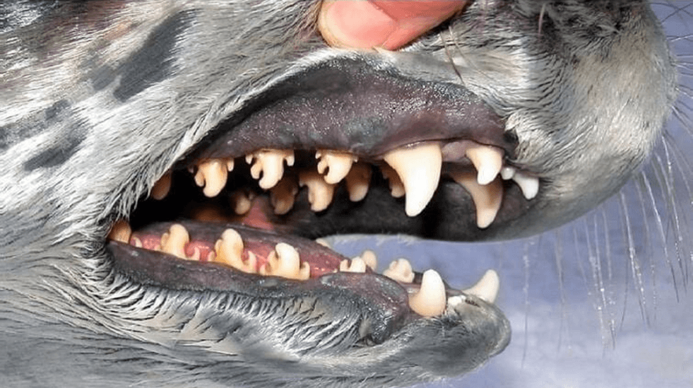 Harp seal tongue