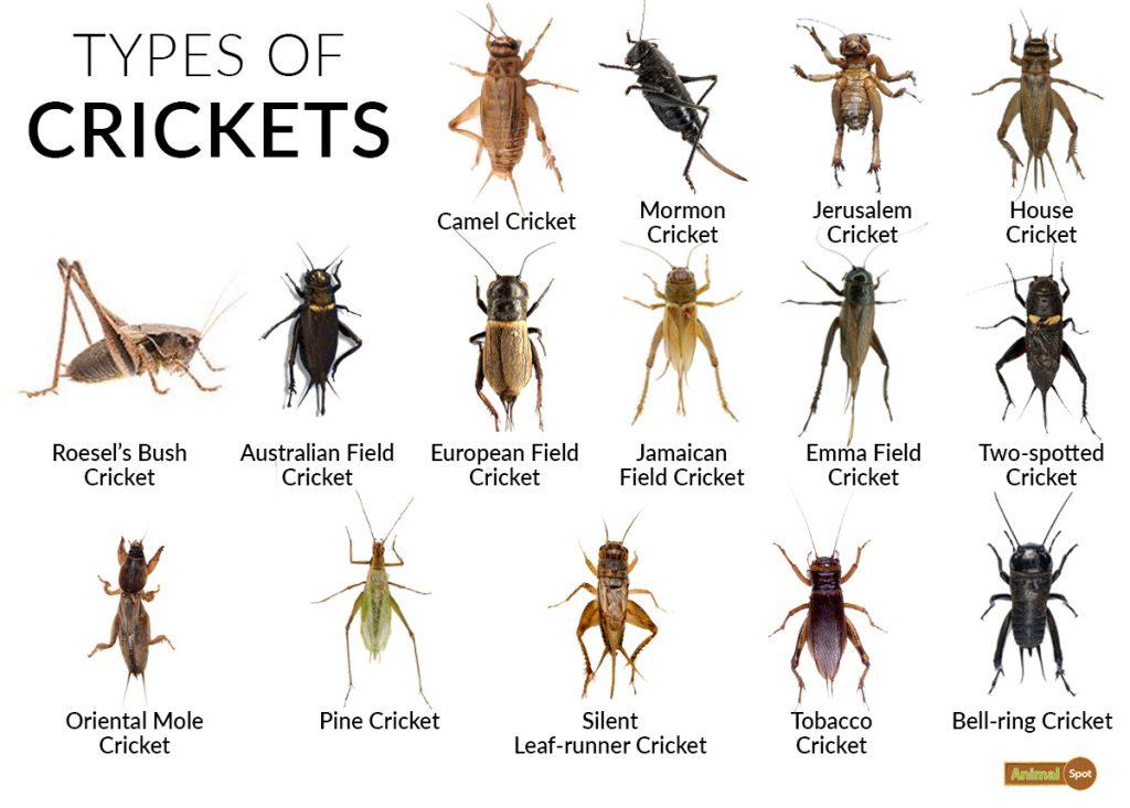 Types of Crickets