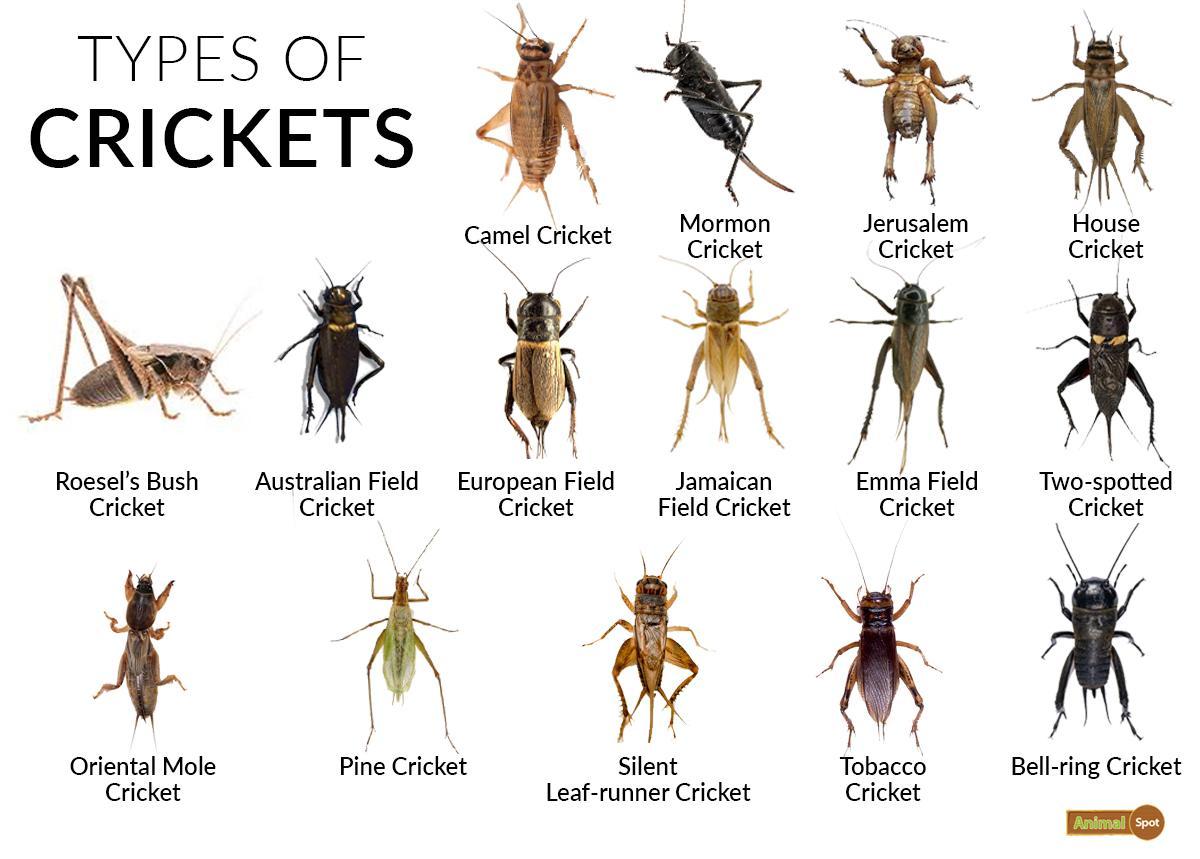 Cricket Facts Types Lifespan Sounds Pictures And More