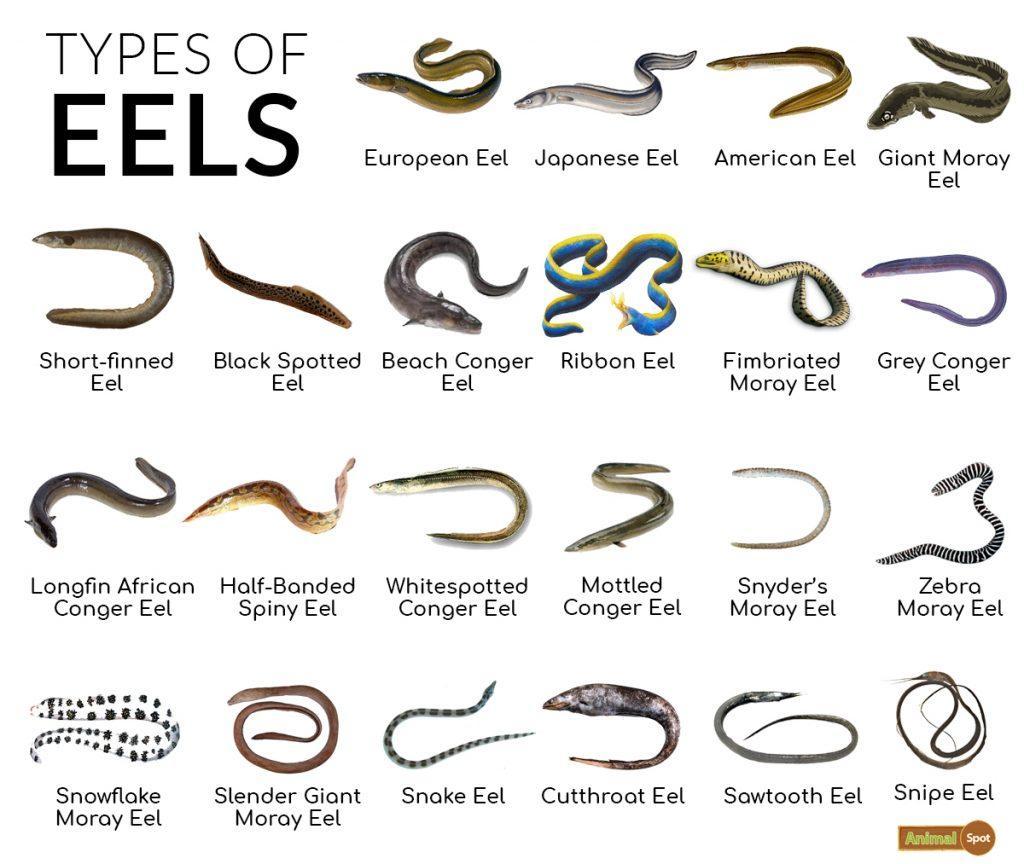 Types of Eels