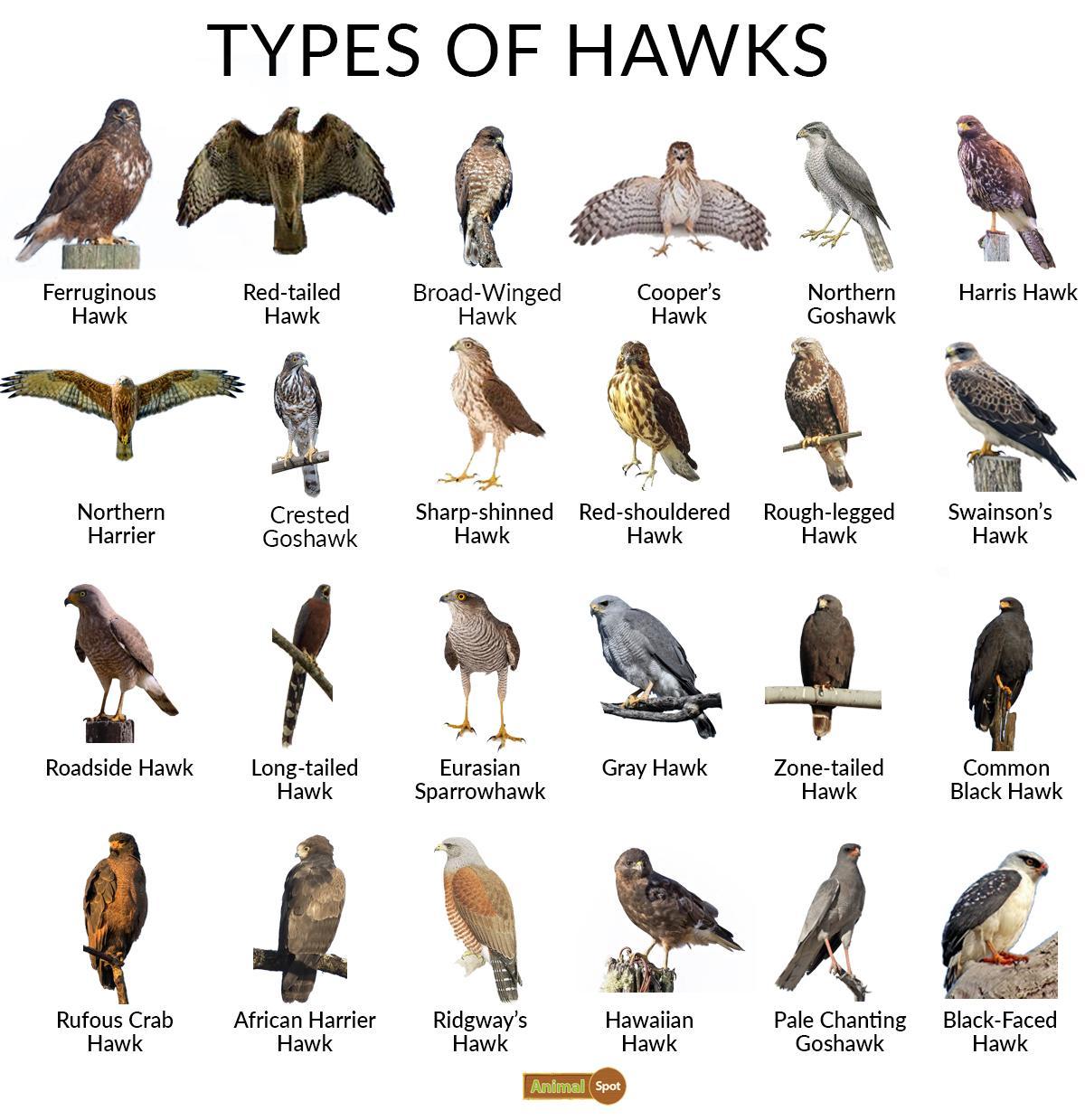 Hawk, Types, Diet, & Facts