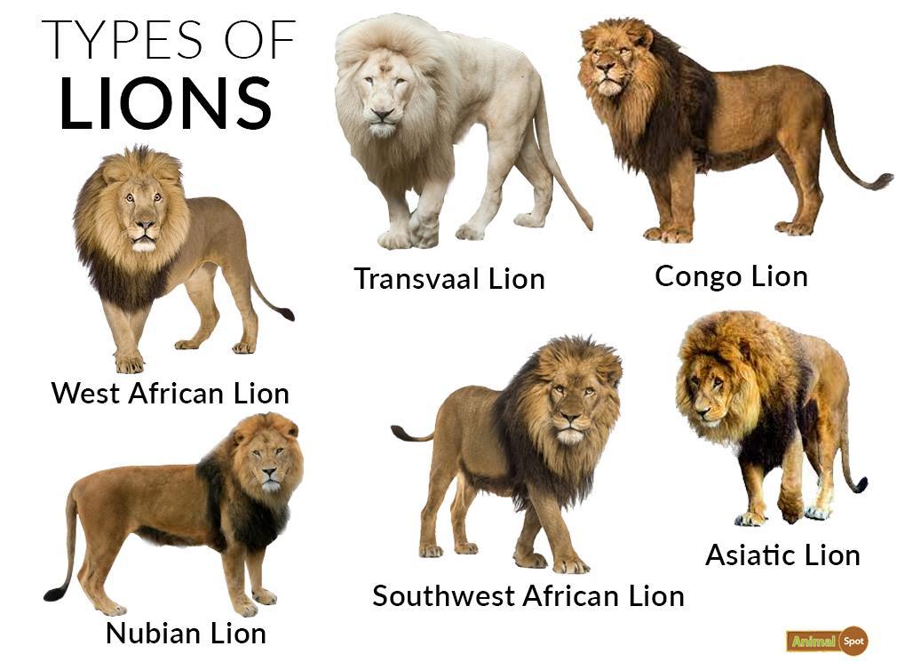 Types of Lions