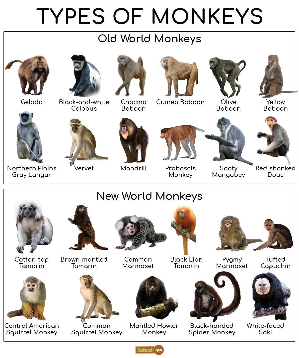 How Many Types of Monkeys Are There in the World?