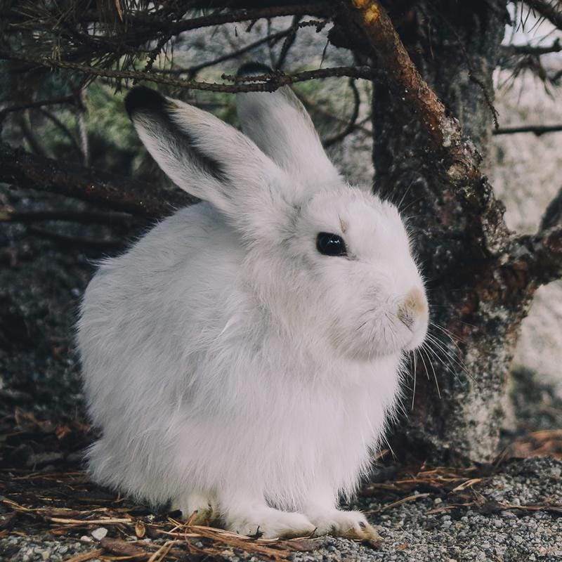 Arctic Hare Food