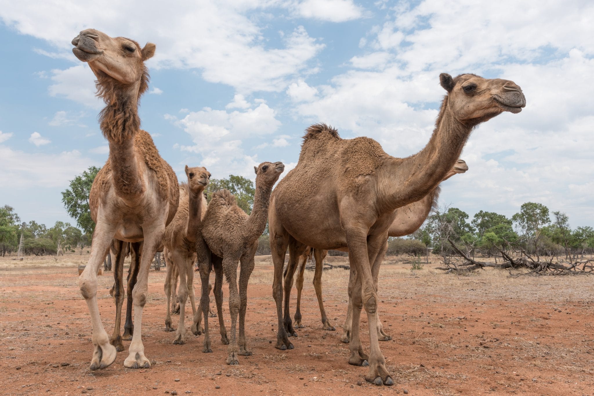 Camel Facts, Types, Diet, Reproduction,, Pictures