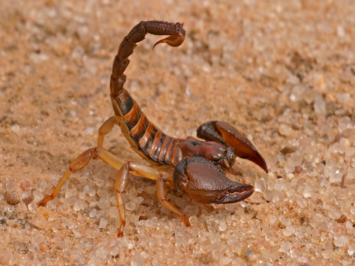 Scorpion's Glow & 12 Other Facts About These Amazing Arachnids - Edible  Insects