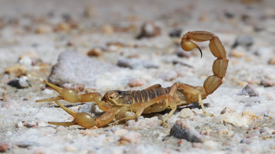 Animals scorpions