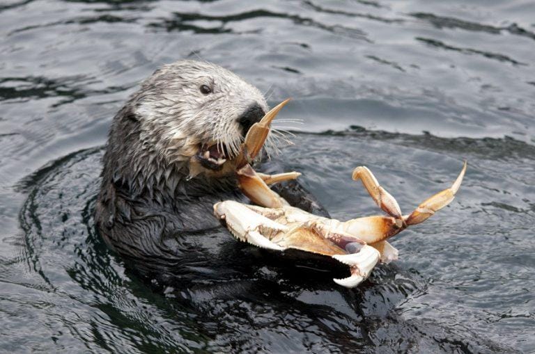 Sea Otter Facts Size Habitat Pictures And More sea-otter-facts-size-habitat-pictures-and-more