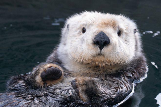 Sea Otter – Facts, Size, Habitat, Pictures