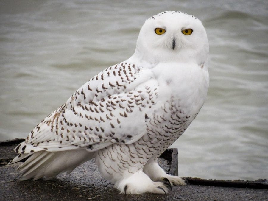 Snowy Owl Nest