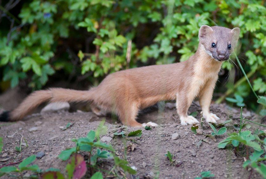 Weasel Facts, Types, Diet, Reproduction, Classification, Pictures
