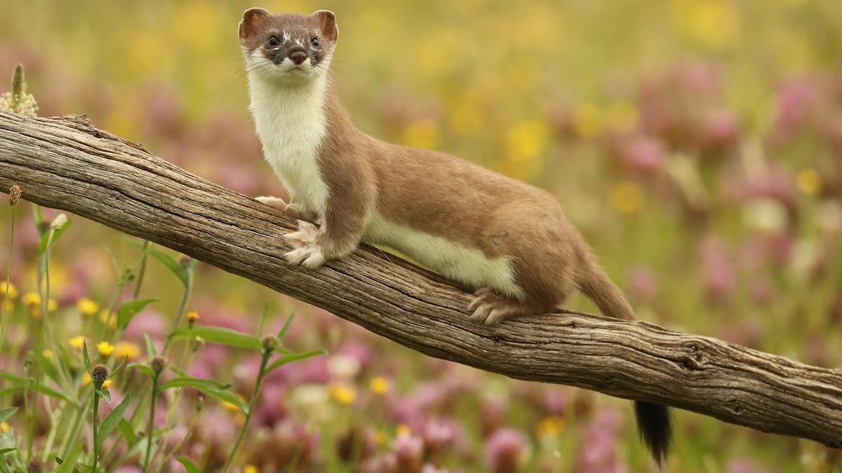 Weasel Facts, Types, Diet, Reproduction, Classification, Pictures