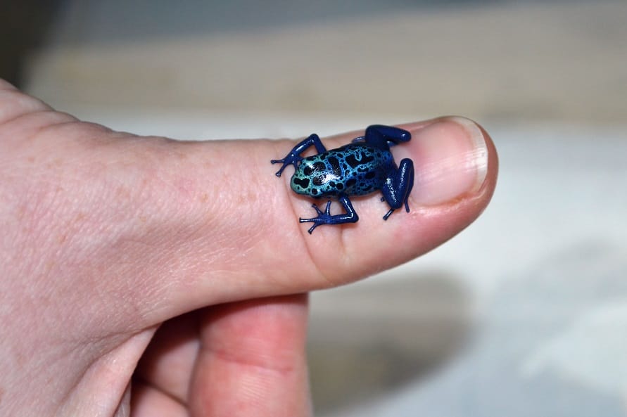 Blue Poison Dart Frog– Facts, Size, Diet, Pictures