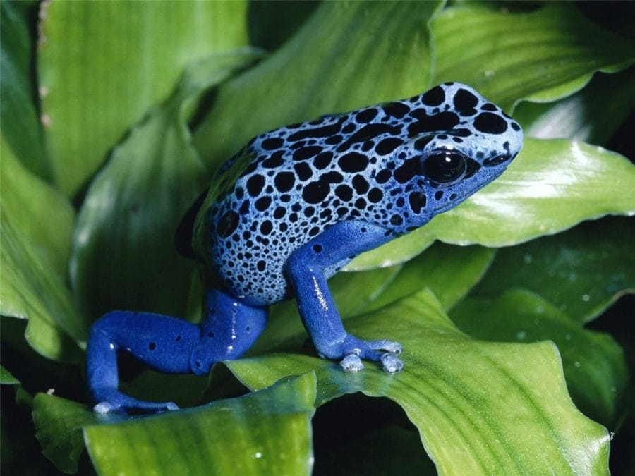 Blue Poison Dart Frog - Potawatomi Zoo